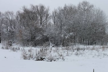 Karla kaplı ağaçlarla kaplı kış manzarası