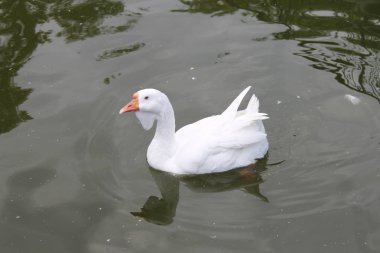 kaz kafalı, beyaz, güzel kaz, güzel fotoğraf su, su, göl, beyaz kaz, kaz