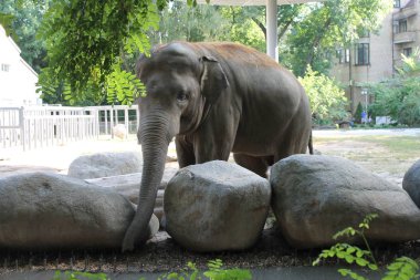 Teleferik, orman, dağlar, Doğa, yaz, çim, yeşillik, lift, güzellik