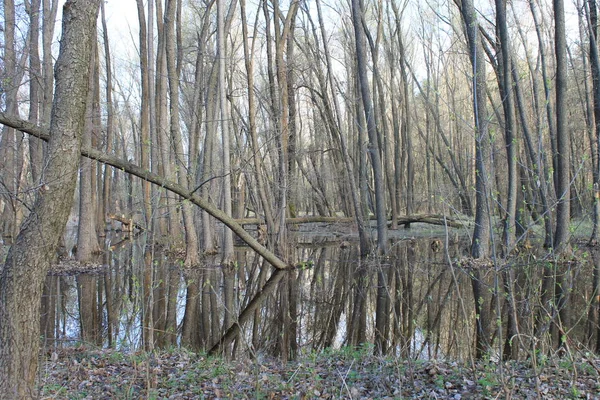 Vacker Utsikt Över Skogen — Stockfoto