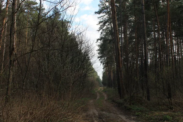 Beau Paysage Avec Arbres Forêt — Photo