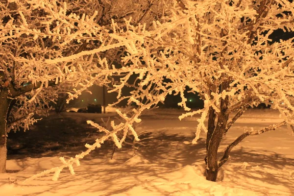 Paisaje Invernal Con Árboles Cubiertos Nieve — Foto de Stock