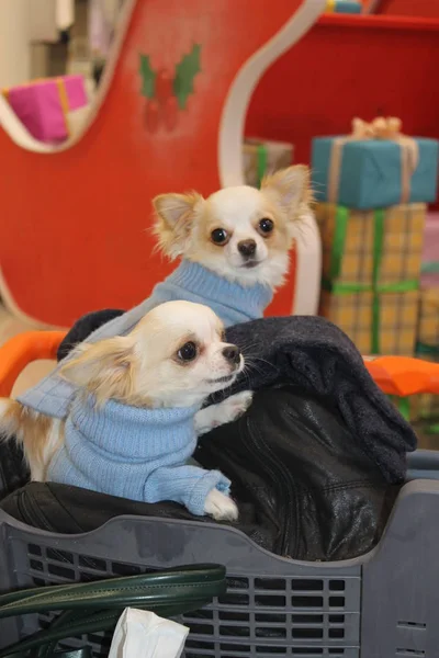 Hund Butiken — Stockfoto