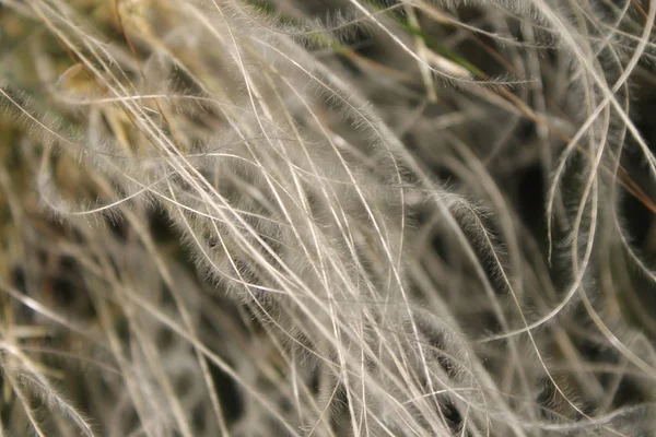 Plant Fluffy Plant Gray Beige Beige Black Beautiful Photo Dry — Stock Photo, Image