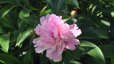 Pembe çiçek çiçek ve çiçek tomurcukları esintiyle sallayarak arka planda yaprakları ile