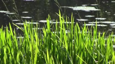 Yeşil çim arka planda akan bir göl kıyısında rüzgarda