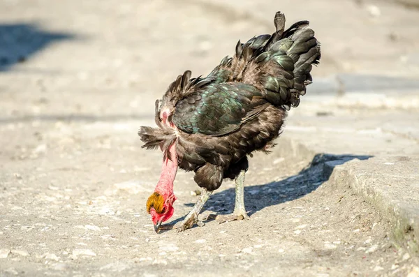 Transylvanian Naked Neck Chicken Black Feathers Pecking Courtyard Rural Farm — Stock Photo, Image