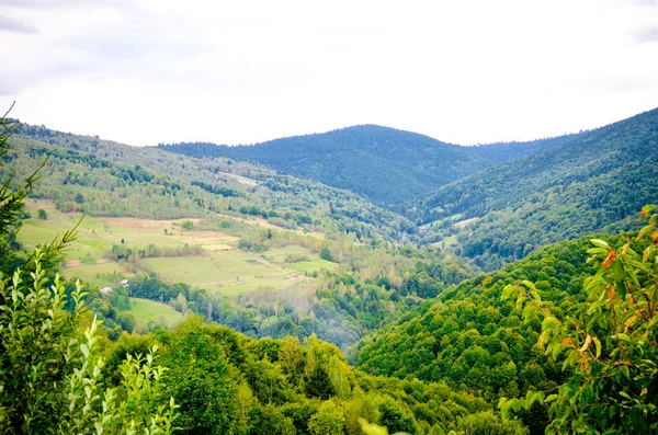 Peaceful landscape in the Transylvanian mountains with fresh green trees in this beautiful Romanian region