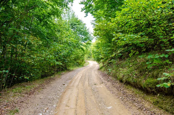 Rural Countryside Unpaved Road Passing Beautiful Green Forest Transylvania Region — Stock Photo, Image