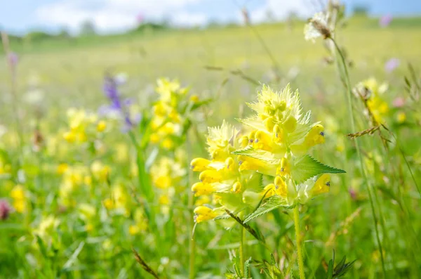 Amarelo Rattle Rhinanthus Menor Flor Selvagem Dia Verão Ensolarado Uma Imagem De Stock