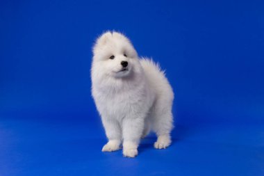 Fluffy white Samoyed puppy standing on blue studio background. High quality photo