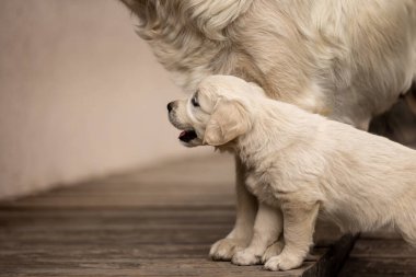 Golden Retriever puppy interacting with its mother. High quality photo