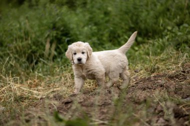 Golden Retriever puppy running on grass field. High quality photo