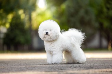 A Bichon Frise stands beautifully in a sunny landscape after grooming. High quality photo
