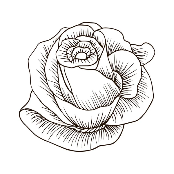 Icono Rosa Estilo Dibujado Mano Para Impresión Pegatina Textil Ilustración — Vector de stock