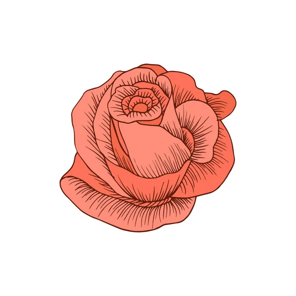 Icono Rosa Estilo Dibujado Mano Para Impresión Pegatina Textil Ilustración — Vector de stock