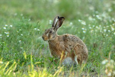 Wild hare in nature clipart