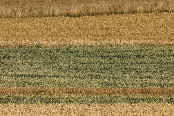 Pola Zbóż Przed Zbiorami — Zdjęcie stockowe