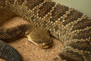 Kahverengi bir Basilisk çıngıraklı yılan