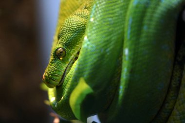 Bir yeşil ağaç piton