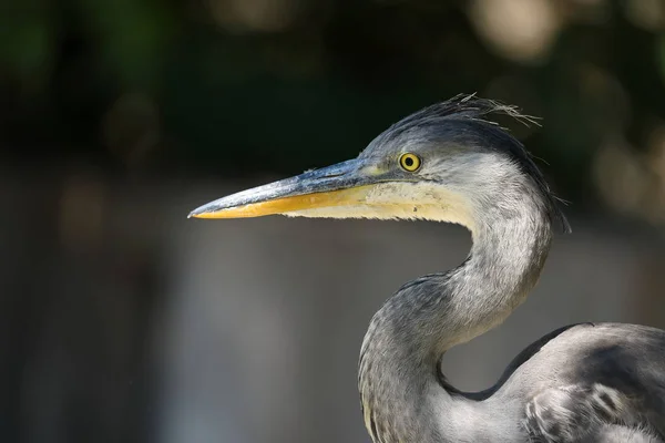 Portrait Héron Gris — Photo