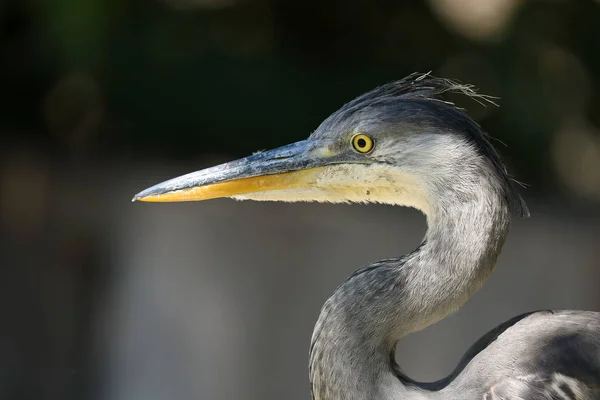 Porträt Eines Graureihers — Stockfoto