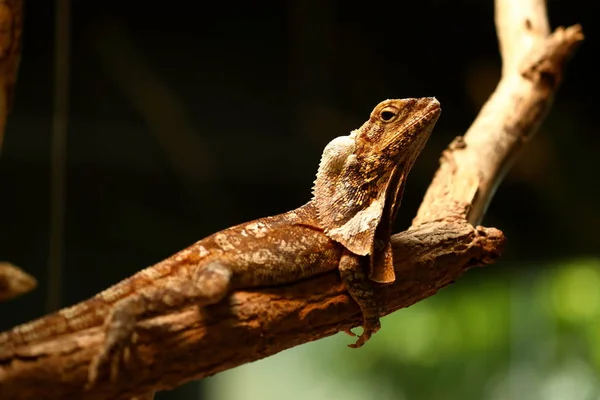 Collar lizard on a branch