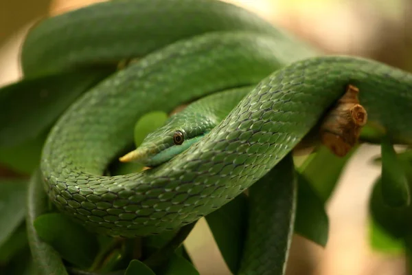 Ratsnake 在树枝上 — 图库照片