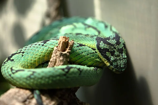 Green Sri Lanka Pit Viper — Stock Photo, Image