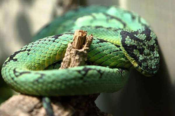 Green Sri Lanka Pit Viper — Zdjęcie stockowe