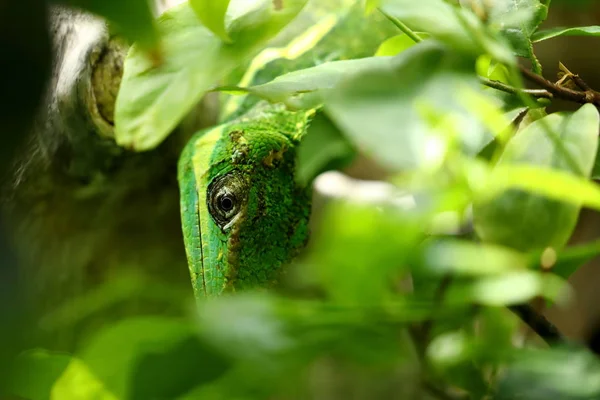 Grüne Eidechse Getarnt Laubwald — Stockfoto