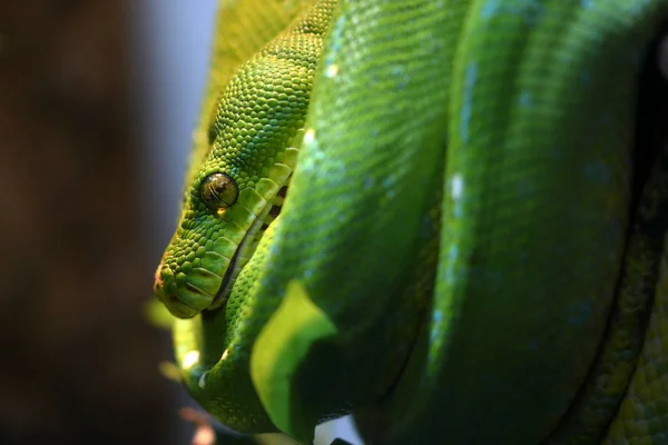 Een Groene Boom Python — Stockfoto