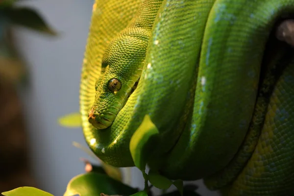 Zelený Strom Pythonu — Stock fotografie