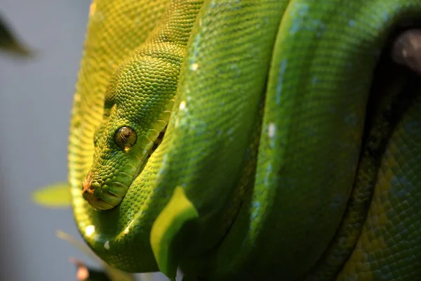 Una Pitón Árbol Verde —  Fotos de Stock