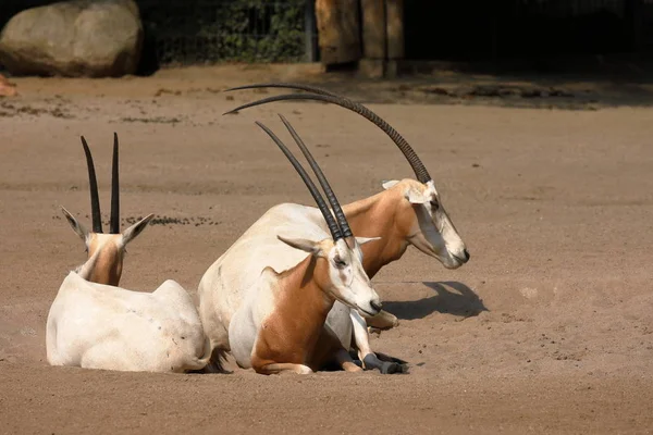 Saber Oryx Sălbatic — Fotografie, imagine de stoc