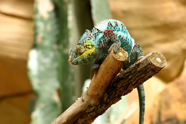 Die Farbenfrohen Chamäleons Von Madagaskar — Stockfoto