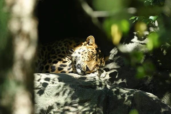 Leopardo Panthera Pardus Descansando — Fotografia de Stock