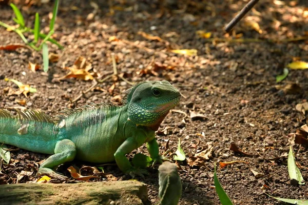 Uma Iguana Verde Uma Floresta — Fotografia de Stock