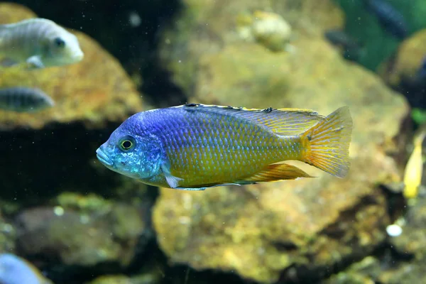 水族館シクリッド — ストック写真