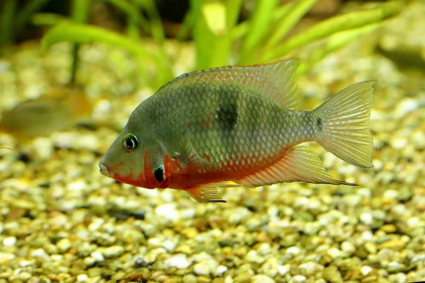 Cichlids Aquarium — Stock Photo, Image