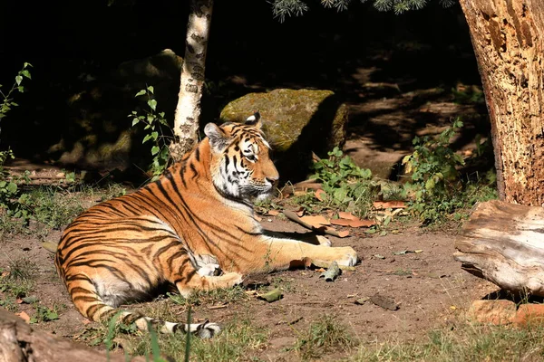 Majestoso Tigre Siberiano — Fotografia de Stock