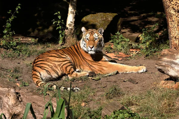 Majestatyczny Tygrys Syberyjski — Zdjęcie stockowe
