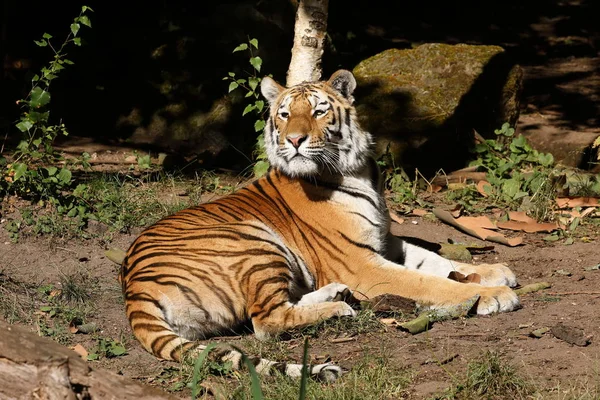 Majestic Siberian Tiger — Stock Photo, Image