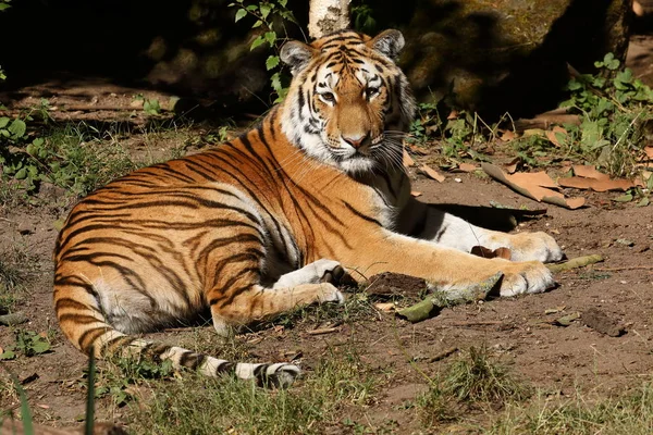 Majestic Siberian Tiger — Stock Photo, Image