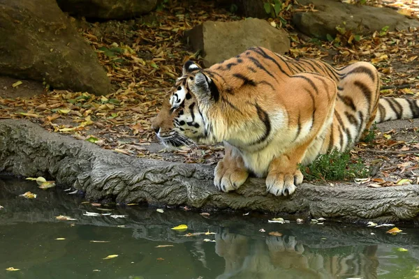 Majestoso Tigre Siberiano — Fotografia de Stock