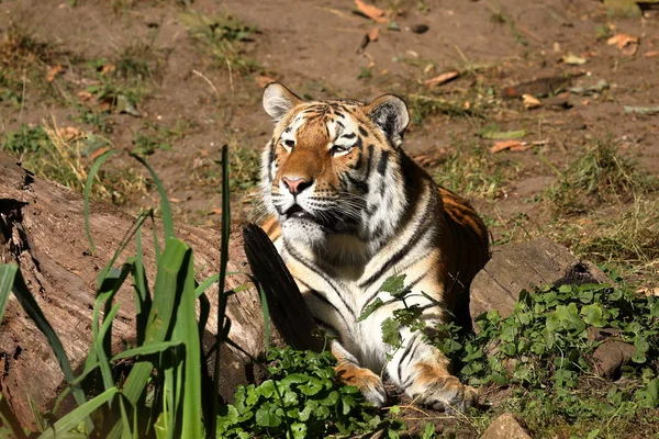 Majestic Siberian Tiger — Stock Photo, Image