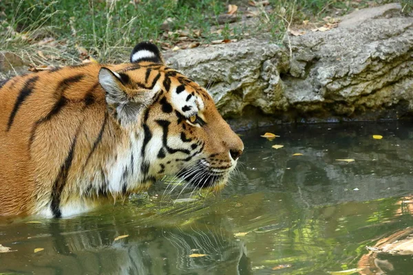 Majestic Siberian Tiger — Stock Photo, Image