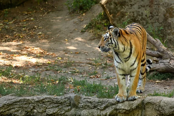 Majestic Siberian Tiger — Stock Photo, Image