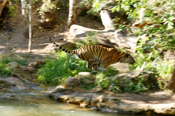 Majestueux Tigre Sibérie — Photo