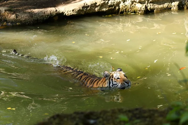 Majestueux Tigre Sibérie — Photo